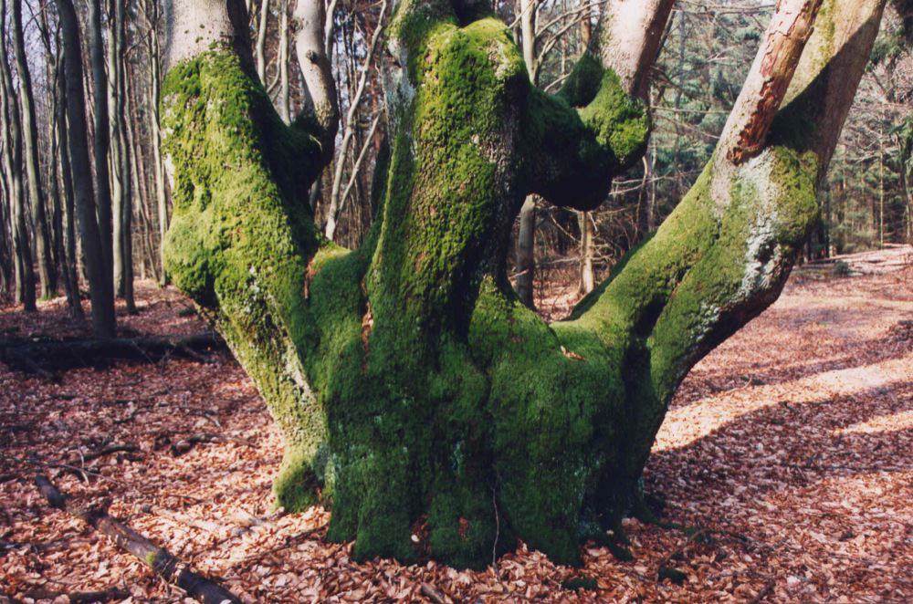 Hainbuche Ein weit verbreiteter Baum in Europa › HeimHelden