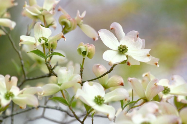 BlütenHartriegel (Cornus florida)