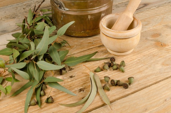 Eukalypten (Eukalyptus) die Heilpflanze im heimischen Garten