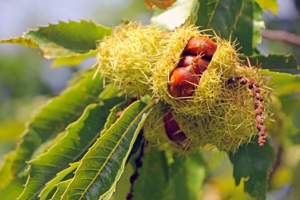 Kastanie (Castanea) Sorten, Pflege & Krankheiten