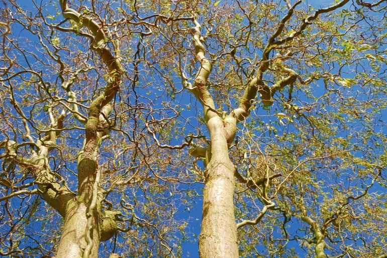 Korkenzieherweide (Salix matsudana Tortuosa) anpflanzen, pflegen und