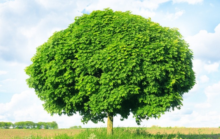 Kugelahorn (Acer platanoides) Pflanzen, Pflege und Schneiden