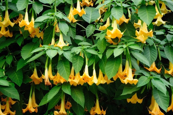 Engelstrompete (Brugmansia) Pflege, Schneiden und