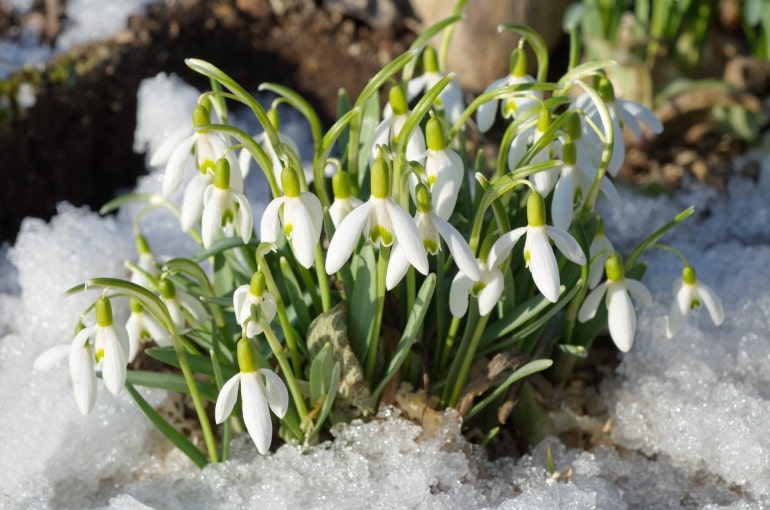 Schneeglöckchen (Galanthus) – Pflanzen, Standort Und Pflege