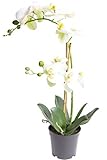Nova-Nature künstliche Orchidee Bora (Orchideen Pflanze/Phalaenopsis) im schwarzen Kunststofftopf mit Rispen, Blättern und Luftwurzeln real Touch (Creme-weiß, ca. 50 cm / 2 Rispen)