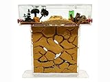 Natürliche Ameisenfarm aus Sand - Acryl T Kit 15x15x1,5cm【Ameisen kostenlos enthalten】