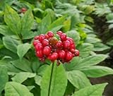 100 Chinese Ginseng Seeds - Panax Ginseng Seeds, No Scarification Needed - Ready to Plant: Only Seeds