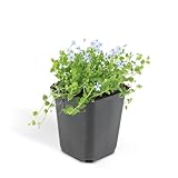 Bodendecker - Blauer Bubikopf - Isotoma fluviatilis - 9cm Topf - Set mit 40 Pflanzen