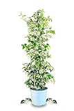 Meine Orangerie Toskanischer Sternjasmin - wunderschöner winterharter Jasmin - weiss blühende duftende Rankpflanze - winterharte Kletterpflanze immergrün - Jasmin Pflanze duftend winterhart (Ø 19cm)