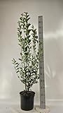 15st. Liguster Atrovirens 125-150cm im 7,5L Topf Ligustrum Atrovirens Heckenpflanzen Gartenpflanze