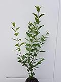 25st. Liguster ovalifolium 50-80cm Ligustrum ovalifolium reine Pflanzhöhe Wurzelware Heckenpflanzen Ligusterhecke Garten