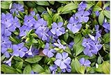 10 x Vinca minor 'Blau' (Staude/Winterhart/Bodendecker/Immergrün/Mehrjährig) Blaues Kleines/Kleinblättriges Immergrün - tolle Blütenpracht - sehr pflegeleicht - von Stauden Gänge