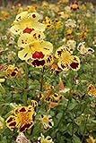 WASSERPFLANZEN WOLFF- 2er-Set - winterhart! - Mimulus tigrinus - getigerte Gauklerblume, gelb-rot gefleckt - Uferpflanze - winterhart Teichpflanze