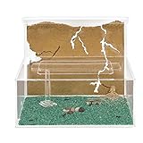 AntHouse - Natürliche Ameisenfarm aus Sand | Modell L (Sandwich + Futterbox) | Inklusive Ameisenkolonie