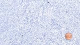 Wobamour Baumwollputz Basis S Blau 2 - Beutel (0,82 kg) - ausreichend für ca. 3,5 m²