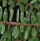 Nordjapanische Hemlocktanne Minikin 25-30cm - Tsuga diversifolia - Gartenpflanze
