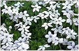 10 x Isotoma fluviatilis 'White (Winterhart/Staude/Bodendecker/Mehrjährig/Stauden) Weißer Bubikopf/Gaudich - Dauerblüher - Ein Blütenmeer aus strahlendem Weiß - Rasenersatz - von Stauden Gänge