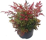 Nandina domestica 'Gulfstream'-Scheinbambus, Himmelsbambus - winterharter, wintergrüner, Zwerg- Strauch 17 cm Topf Kübelpflanze - Beetpflanze