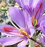 Crocus zwiebel，Winterhartes Pflanze, Mehrjährige Topfpflanzen, Lebende Pflanzen, Krokuszwiebeln, Winterhartes, Gartenblüher, Zierpflanzen für den Innenbereich, Krokus zwiebeln-15 Zwiebeln-D