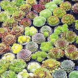 Gardeners Dream Sempervivum Mix - 10er Hauswurz Set - Winterharte Pflanzen für Garten - Echte 5-15 cm Getopfte Sukkulenten Balkonpflanzen Winterhart - Zimmerpflanzen - Steingartenpflanzen Winterhart