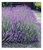 BALDUR Garten Winterharte Stauden Lavendel-Hecke 'Blau', 9 Pflanzen Duftlavendel Lavandula angustifolia Munstead, echter mehrjähriger Lavendel, Blüten essbar, trockenresistent bienenfreundlich