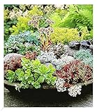 BALDUR Garten Winterharte Sedum-Mischung, 6 Pflanzen, Fetthennen Hauswurz Stauden Sortiment, winterharte mehrjährige Stauden, trockenresistent, pflegeleicht, Wasserbedarf gering, blühend