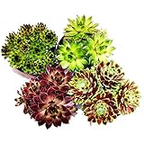 Exotenherz - Hauswurz - Set aus 4 verschiedenen Sempervivum-Sorten