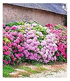 BALDUR Garten Freiland-Hortensien-Hecke 'Pink-rosé',3 Pflanzen, Rosa Bauernhortensie, Hydrangea macrophylla Gartenhortensie winterhart blühende Hecken, für Standort im Schatten geeignet, blühend