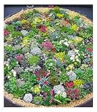 BALDUR Garten Steingarten-Stauden-Mix,10 Pflanzen winterhart Grasnelke, Glockenblumen, leuchtendes Carex und attraktive Sedum-Arten, winterharte Stauden, winterharte Stauden, trockenresistent