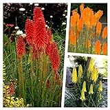 3 x Kniphofia Kollektion - Fackellilie/Tritome (Winterhart/Staude/Dauerblüher/Bienenferundlich) - Echter Hingucker der den ganzen Sommer bis tief in den Herbst hin ein blüht