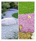 BALDUR Garten Winterhart Bodendecker-Kollektion pink und blau, 3 Pflanzen Isotoma Blue Foot® und 3 Pflanzen Teppichphlox Emerald Pink, winterharte Stauden, mehrjährig, blühend