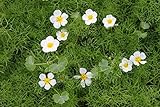 WASSERPFLANZEN WOLFF - Ranunculus aquatilis - Wasserhahnenfuß, weiß - Qualitätsstauden 2er-Set in 9x9 cm Töpfen durchwurzelt - heimisch - winterhart - Klärpflanze