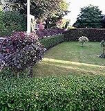 50st. Liguster ovalifolium 80-120cm reine Pflanzhöhe Ligustrum ovalifolium Gartenhecke Wurzelware Heckenpflanzen