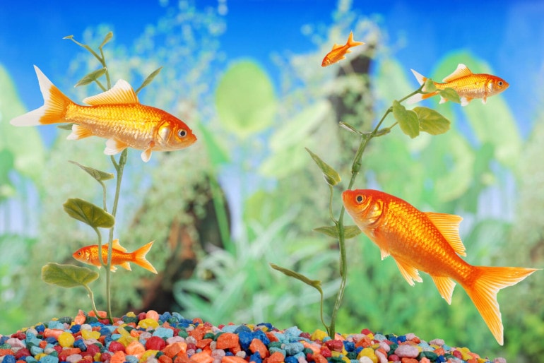 Tipps zum Kauf eines Aquariums