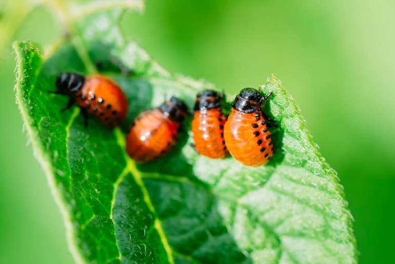 Schädlinge im Garten bekämpfen – natürlich und schonend