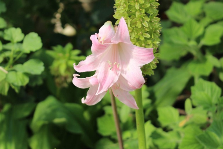 Die gefährlichsten Giftpflanzen im Garten