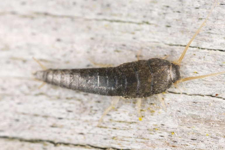 Silberfische (Lepisma saccharina) -beseitigen und dauerhaft vermeiden