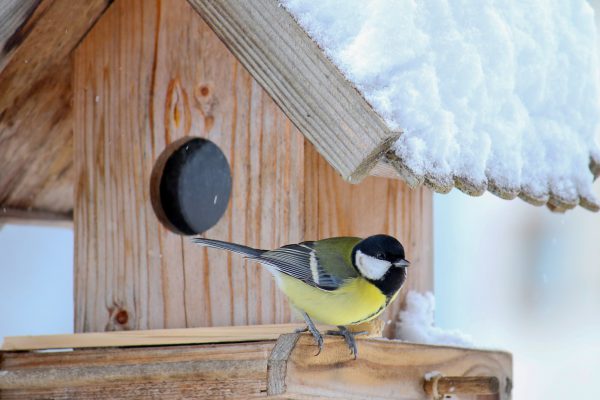 Vögel füttern im Winter - HeimHelden®