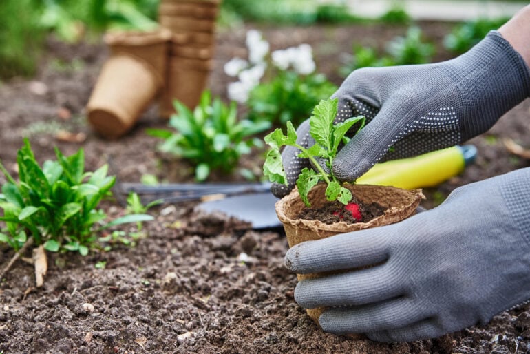 Gemüse anbauen: So klappt es auch im kleinen Garten oder auf dem Balkon!